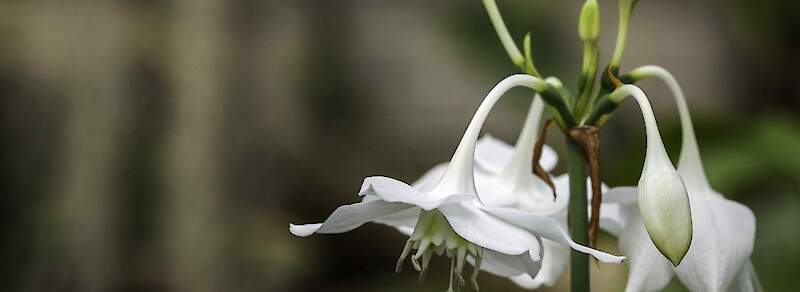 From the Botanic Garden